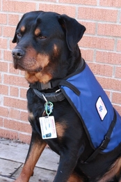 Small Service Dog Vest