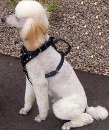 Standing Handle Harness