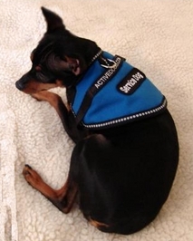 Small Service Dog Vest