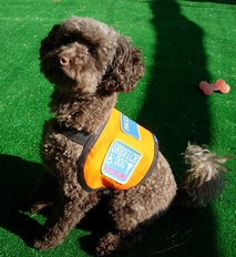 Small Service Dog Vest