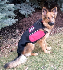 dual pocket vest