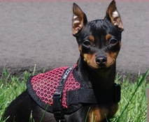Mesh Small Service Dog Vest