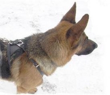 Ultimate Tracking Harness