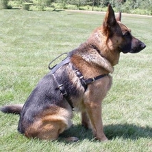 Leather light duty mobility harness