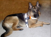 Search and Rescue Harness