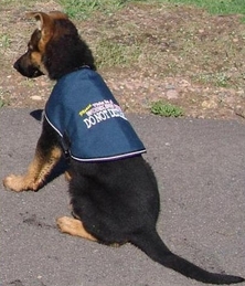 Service Dog ID Jacket Cape