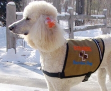 Service Dog In Training Vest