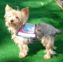 XS Service dog vest