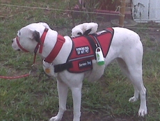 Service Dog Vest