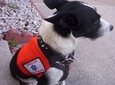 Service Dog Vest