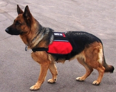 Dual Pocket Vest