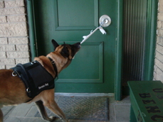 Padded Harness Vest