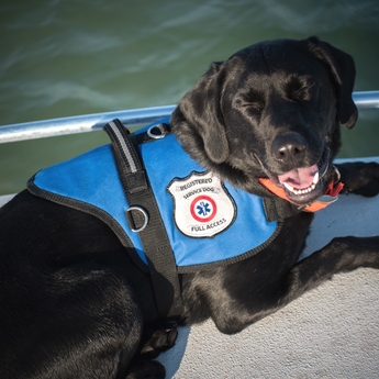 Padded Service Dog Vest