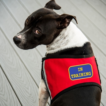 Service Dog In Training Vests