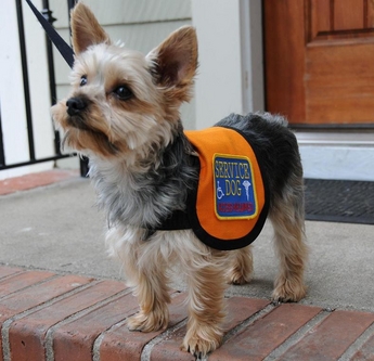 Small Service Dog Vests